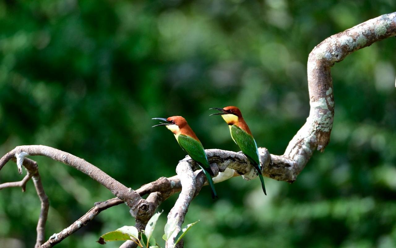 The Backwaters Lodge Wilpattu Bagian luar foto