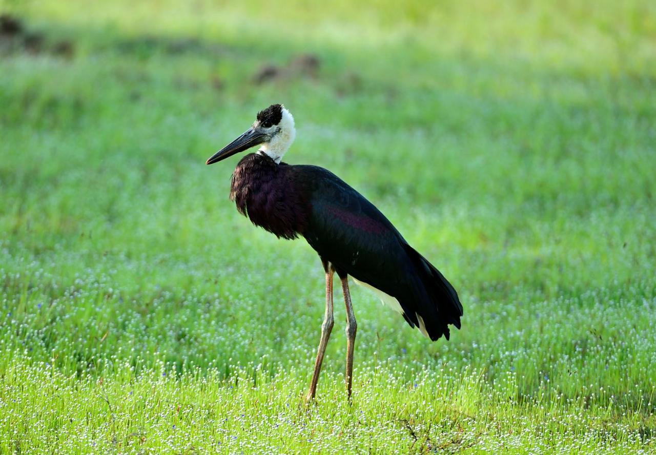 The Backwaters Lodge Wilpattu Bagian luar foto